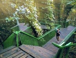 Menikmati Suasana Segar Hutan Forest Walk Babakan Siliwangi, Jantungnya Kota Bandung